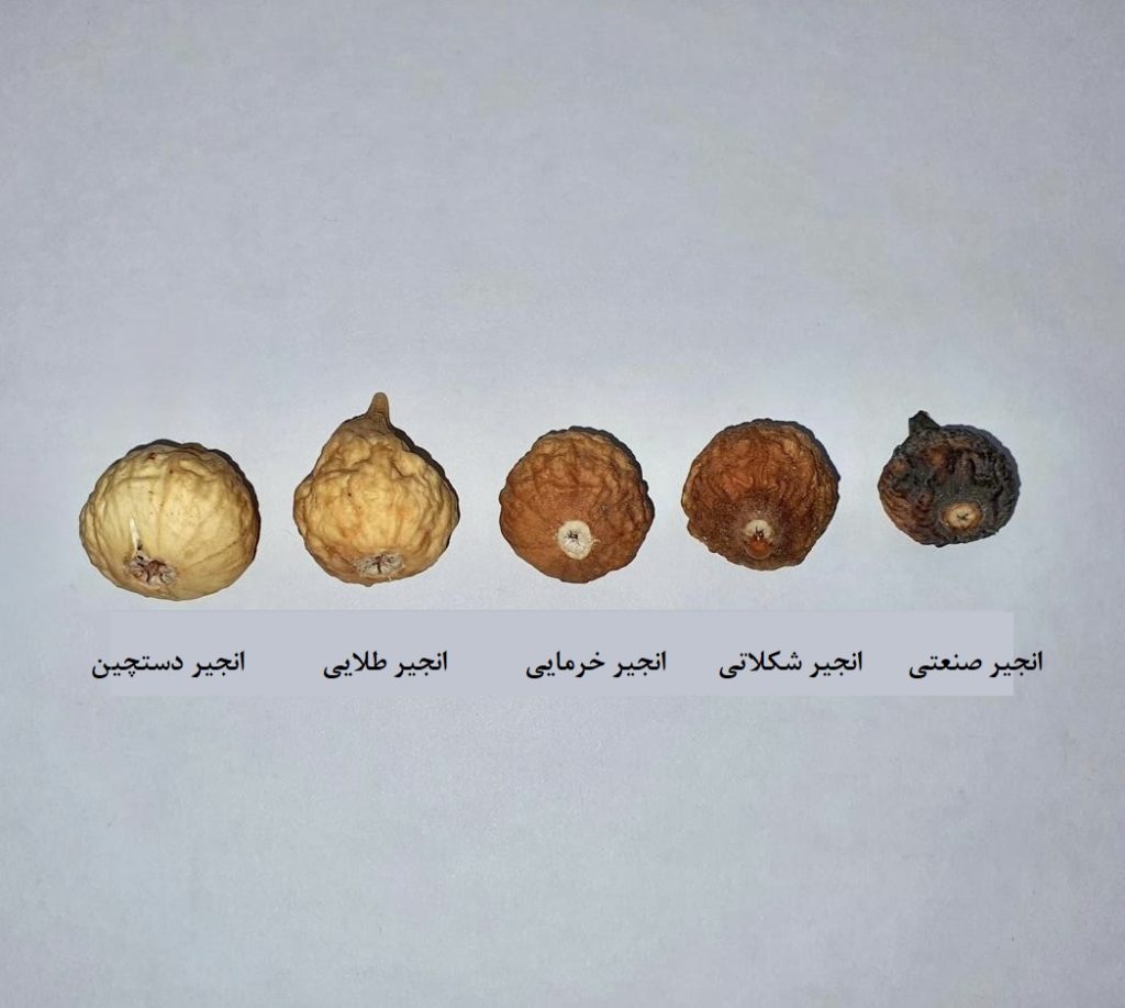 راهنمای جامع برای انتخاب رنگ انجیر