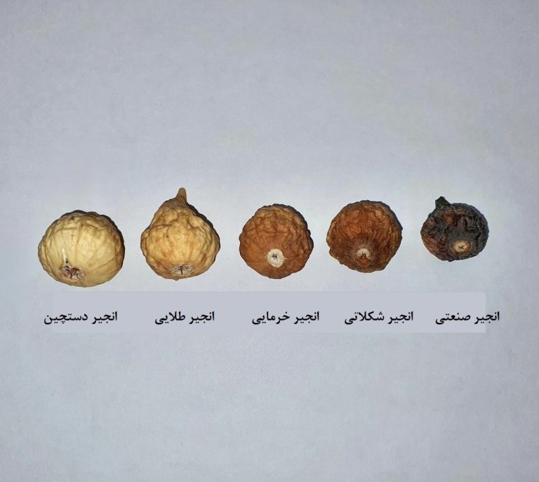 راهنمای جامع برای انتخاب رنگ انجیر