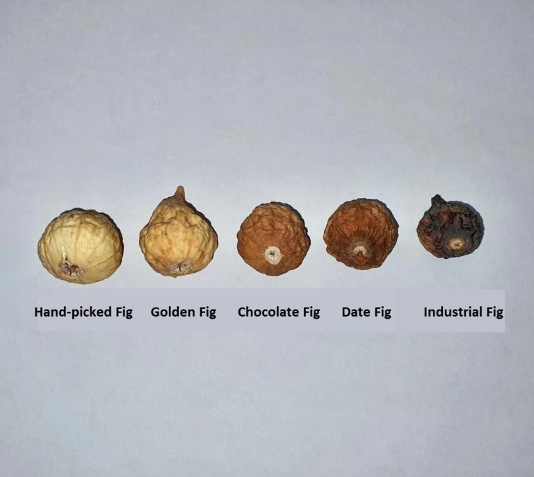 The complete guide to choosing Fig Color