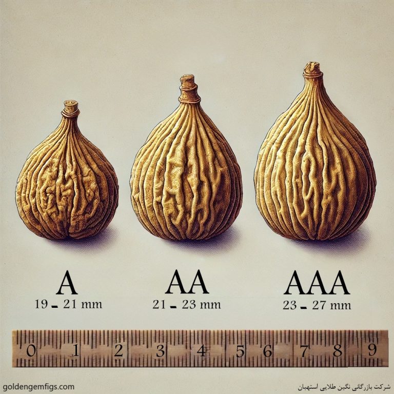 راهنمای جامع برای انتخاب سایز انجیر